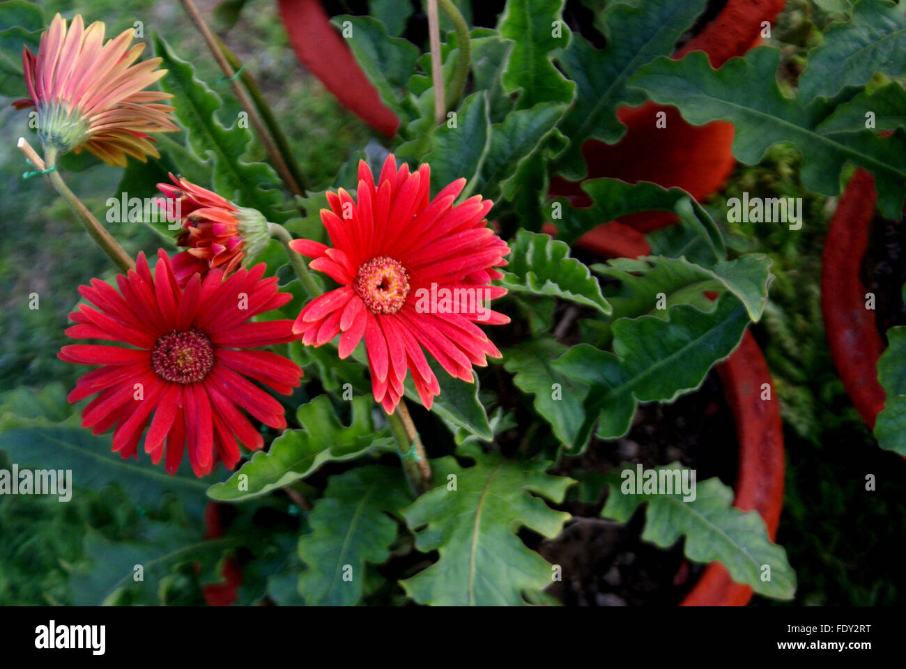 Gerbera jamesonii, Transvaal daisy, perennial ornamental herb with