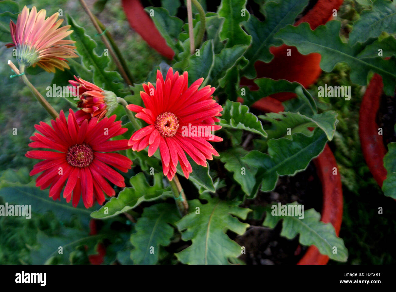 Gerbera jamesonii, Transvaal daisy, perennial ornamental herb with basal rosette of lobed leaves, radiate flower heads on scape Stock Photo