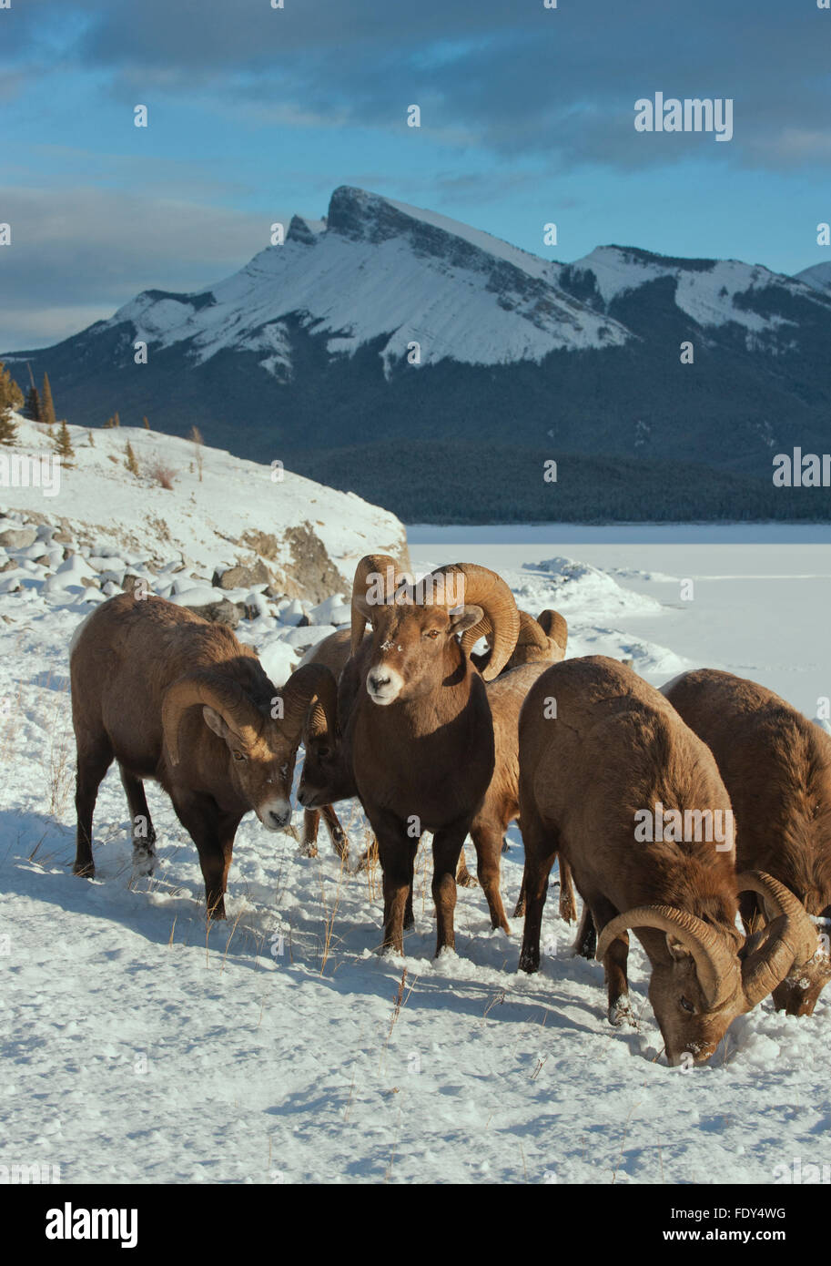 Bighorn Sheep rams, feeding in winter, Lake Abraham, Rocky Mountains, Alberta, Canada Stock Photo