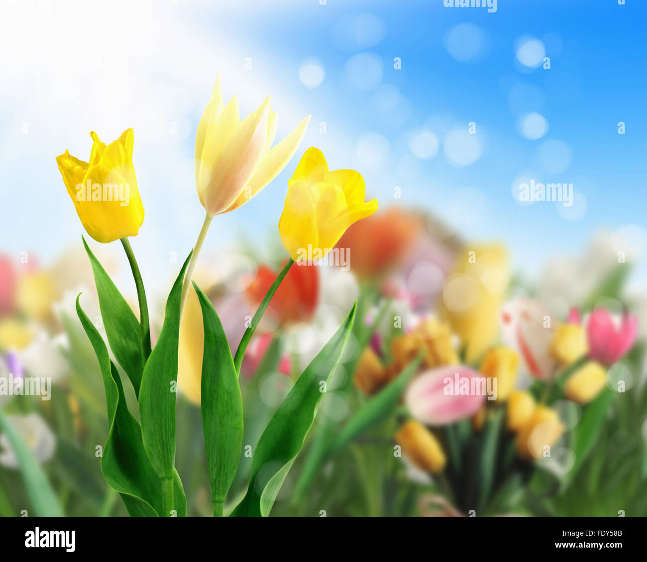 picture of tulip fields and blue sky Stock Photo - Alamy