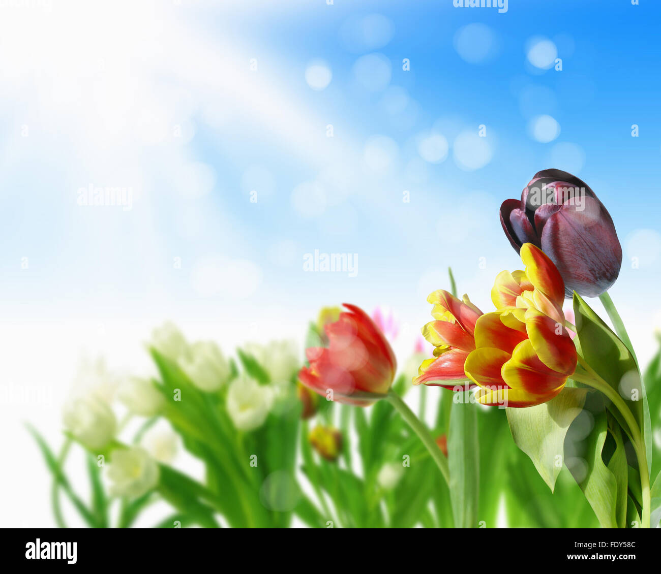 picture of tulip fields and blue sky Stock Photo - Alamy