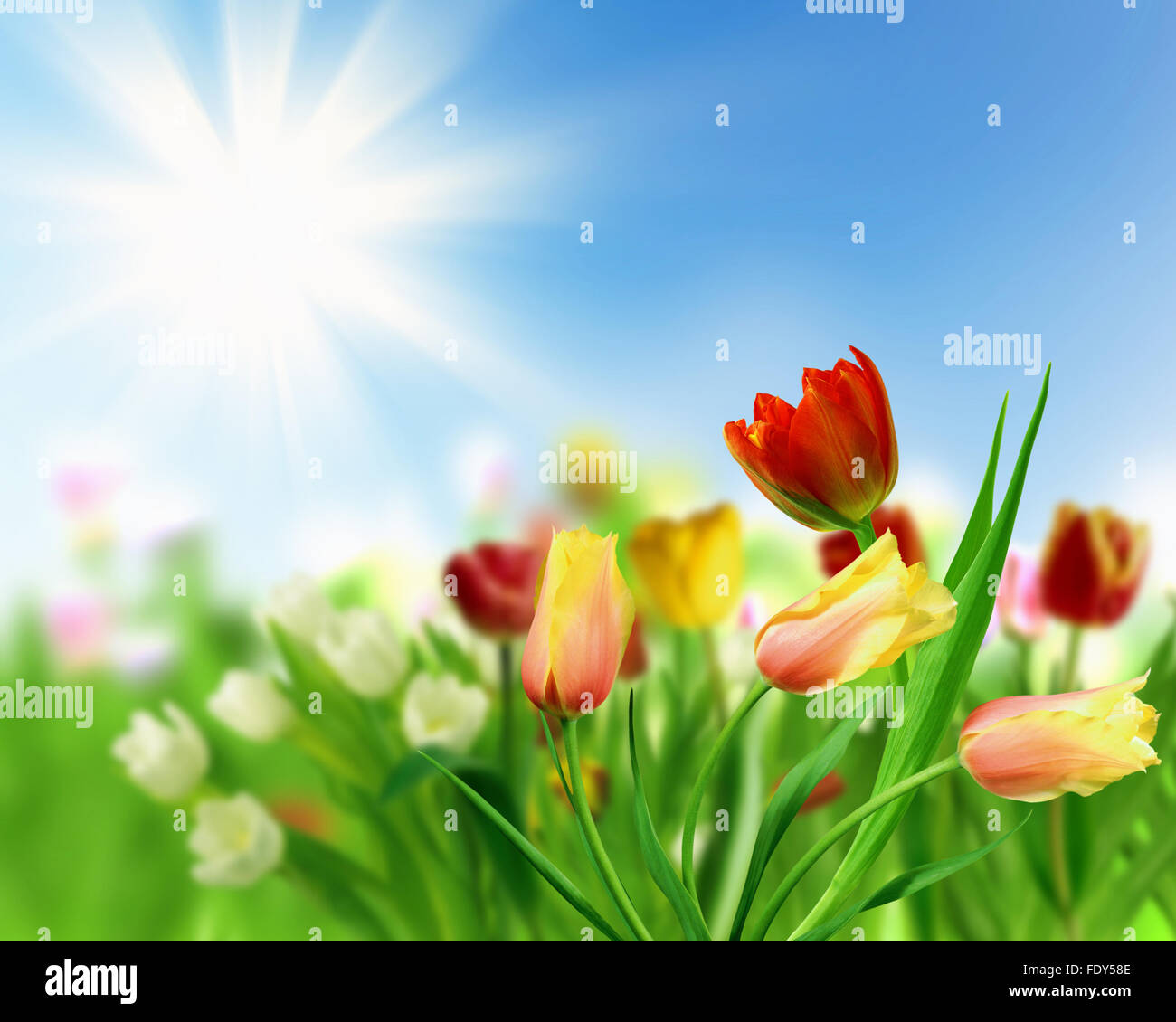 picture of tulip fields and blue sky Stock Photo - Alamy