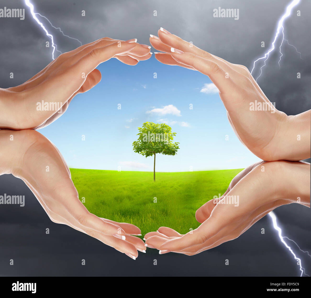 Tree Safe Hand human hands protecting tree from thunderstorm and lighting Stock Photo ...