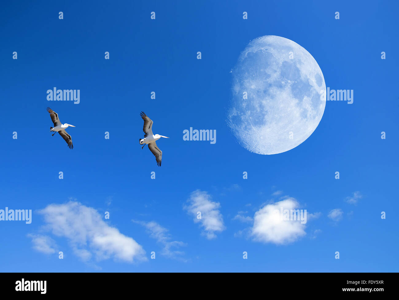 Collage - Two birds flying in the sky against the background of the moon and clouds Stock Photo