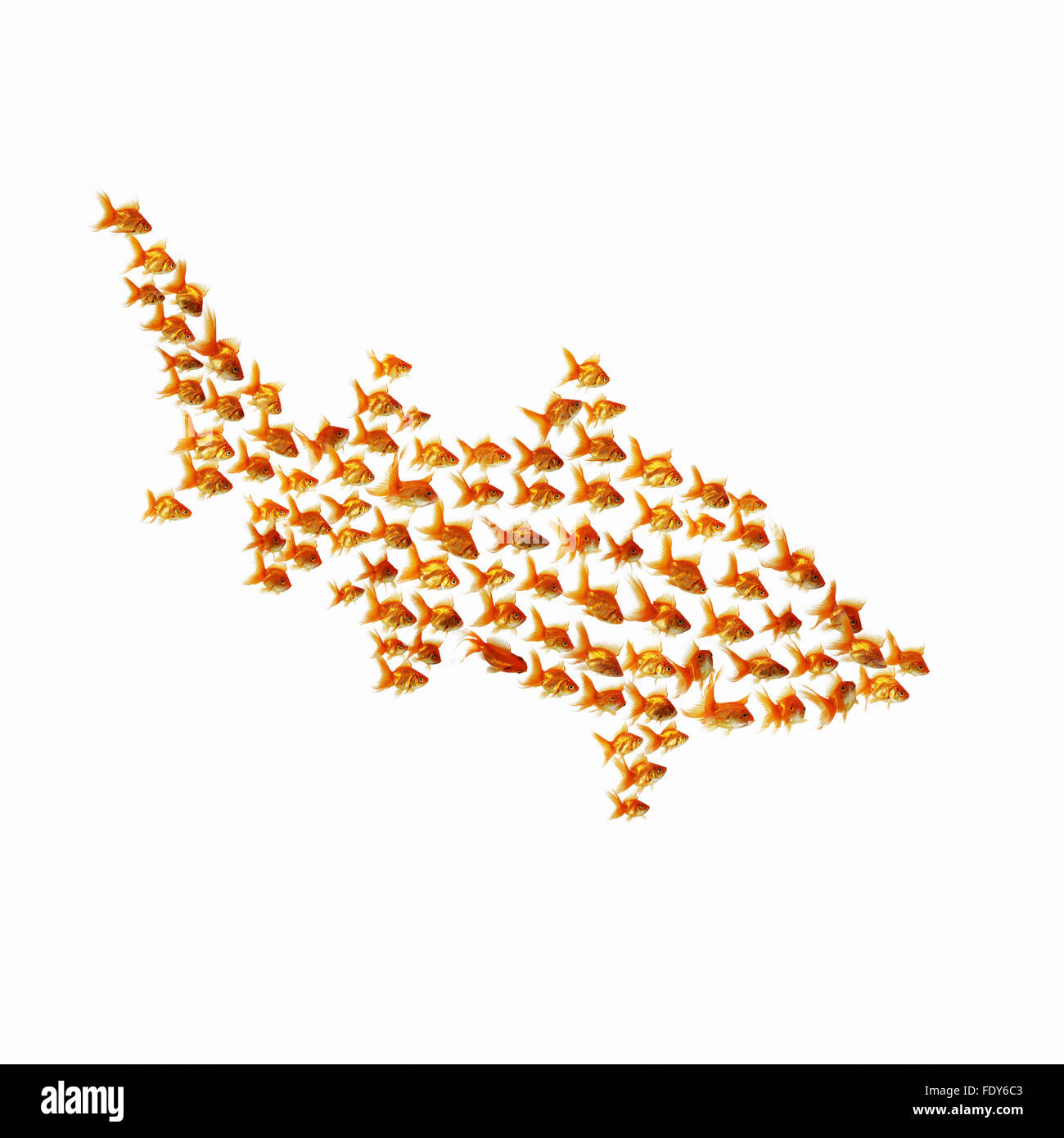 Goldfish on a white background Stock Photo