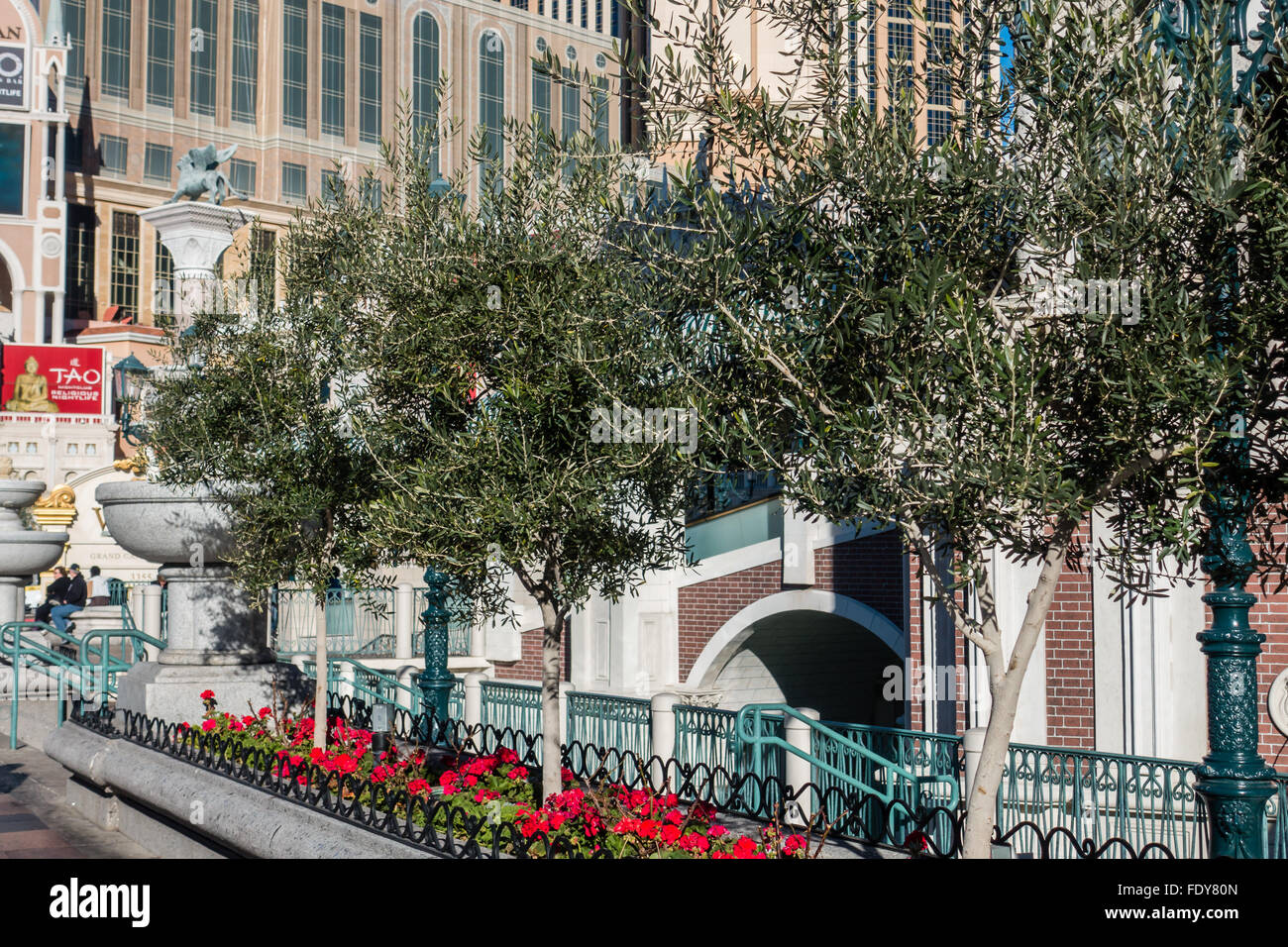 Olive trees growing in front of the Venetian Casino in Las Vegas, Nevada,  USA Stock Photo - Alamy
