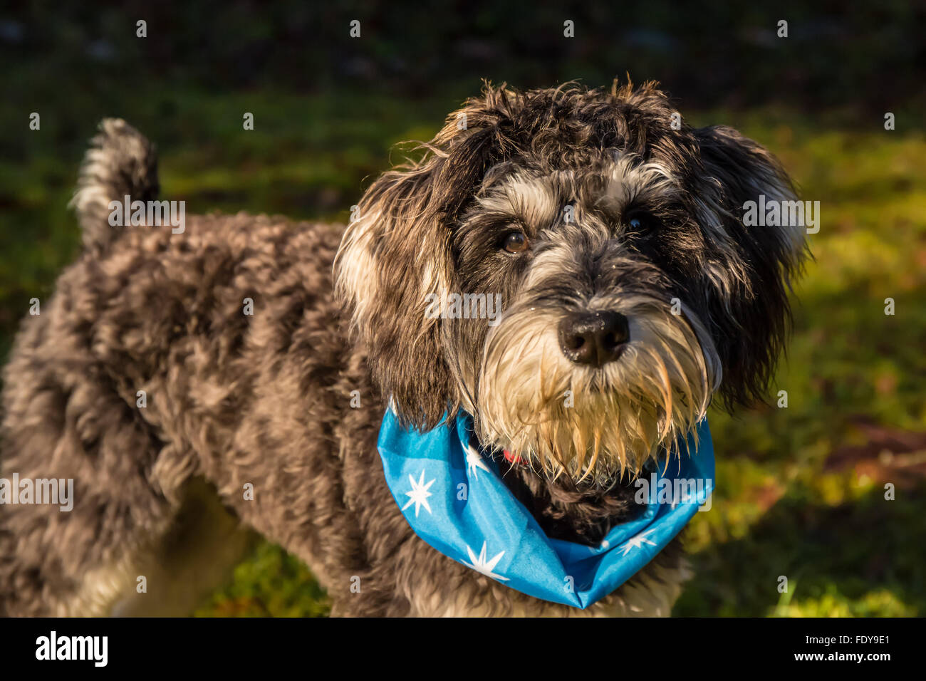 Seven month old Schnoodle puppy 'Junho' wearing a bandana in Issaquah, Washington, USA. Stock Photo