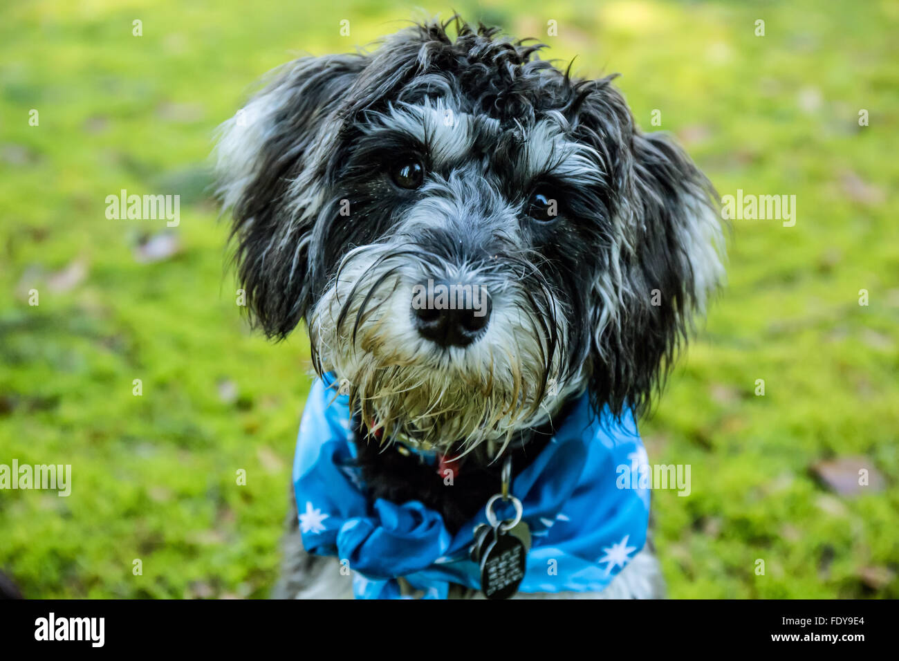 Seven month old Schnoodle puppy 'Junho' wearing a bandana in Issaquah, Washington, USA. Stock Photo