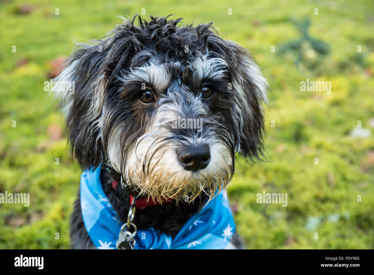 Seven month old Schnoodle puppy 'Junho' wearing a bandana in Issaquah, Washington, USA. Stock Photo