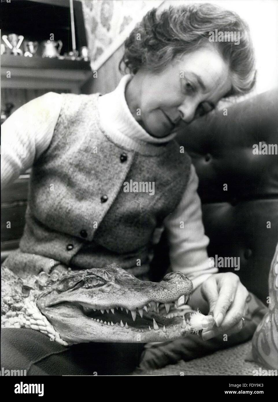 1972 - Alli' is a Four Foot Softie: Sidney the pet 'Alligator' is a growing 'Lad' at the age of four. Sidney has grown to the almighty size of four feet in length and is still growing, presenting Mrs. 'Girlie' (nickname) Germo, who comes from Whitstable, in Kent, with quite a few problems. Recently, a New 'Act passed means that all Dangerous Animals, kept as pets, must have a Licence. Although not dangerous, Sidney can be sometimes a little playful and not realize his own strength, like the time Mrs. Germo tired to coax Sidney out from some bushes with a golf-club; and he bit the end off; Shou Stock Photo