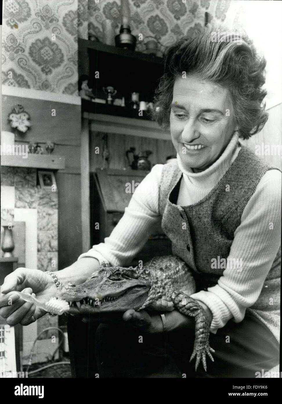 1972 - Alli' is a Four Foot Softie: Sidney the pet 'Alligator' is a growing 'Lad' at the age of four. Sidney has grown to the almighty size of four feet in length and is still growing, presenting Mrs. 'Girlie' (nickname) Germo, who comes from Whitstable, in Kent, with quite a few problems. Recently, a New 'Act passed means that all Dangerous Animals, kept as pets, must have a Licence. Although not dangerous, Sidney can be sometimes a little playful and not realize his own strength, like the time Mrs. Germo tired to coax Sidney out from some bushes with a golf-club; and he bit the end off; Shou Stock Photo