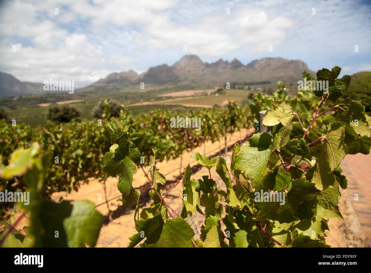 The wine route of South Africa, Stellenbosch wine farm. Grape vines