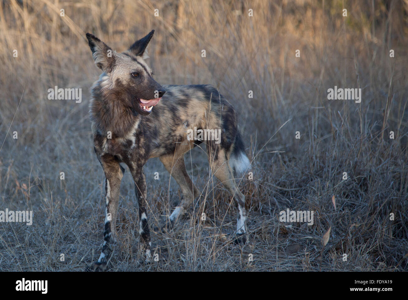 African Wild Dog (Lycaon pictus) licking lips in African wildlife bush in the Kruger National Park, South Africa Stock Photo