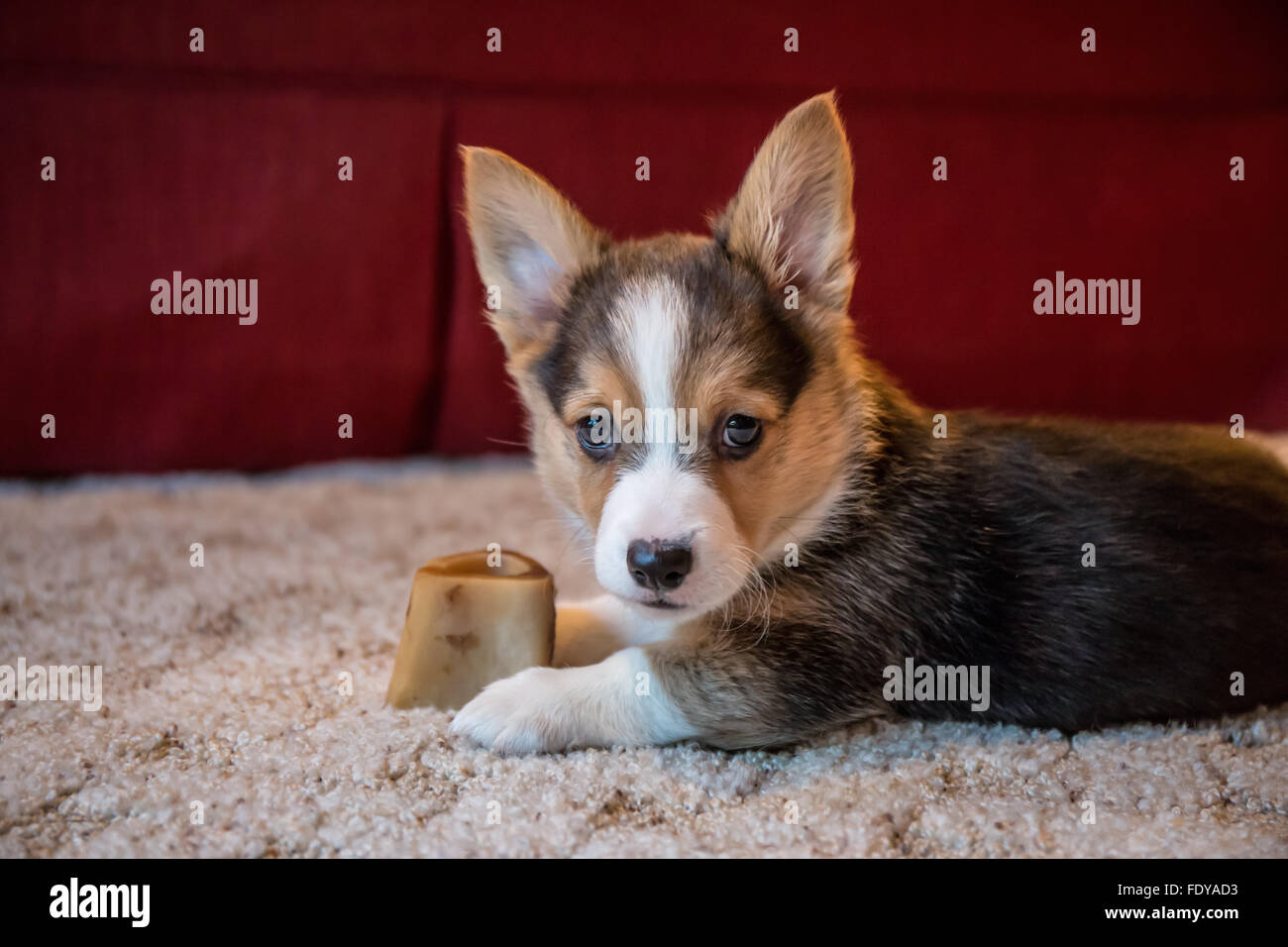 Corgi with bone hi res stock photography and images Alamy