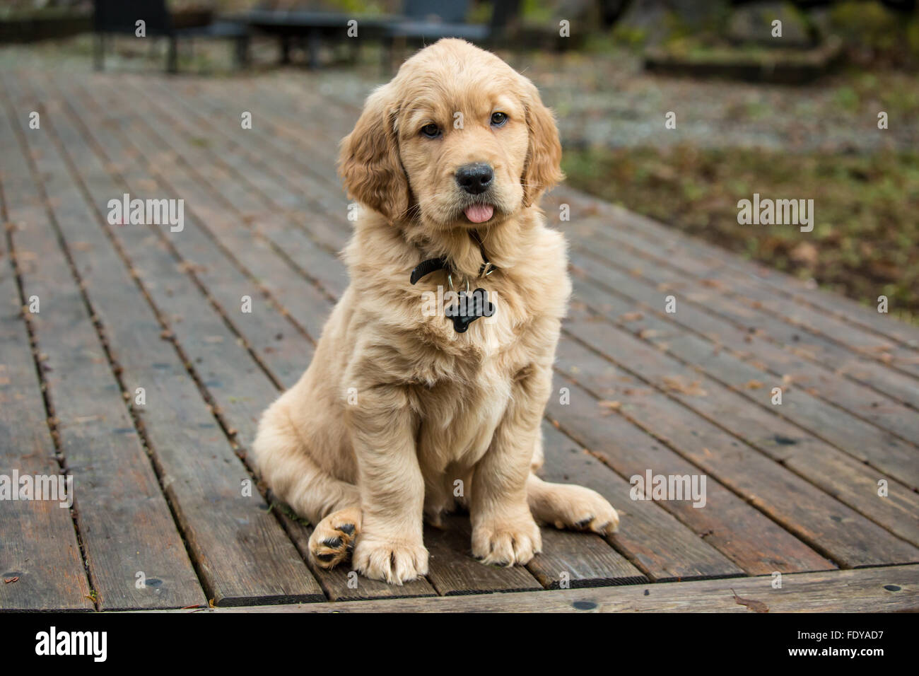 Eight week old Golden Retriever puppy "Beau" sitting on a wooden deck ...