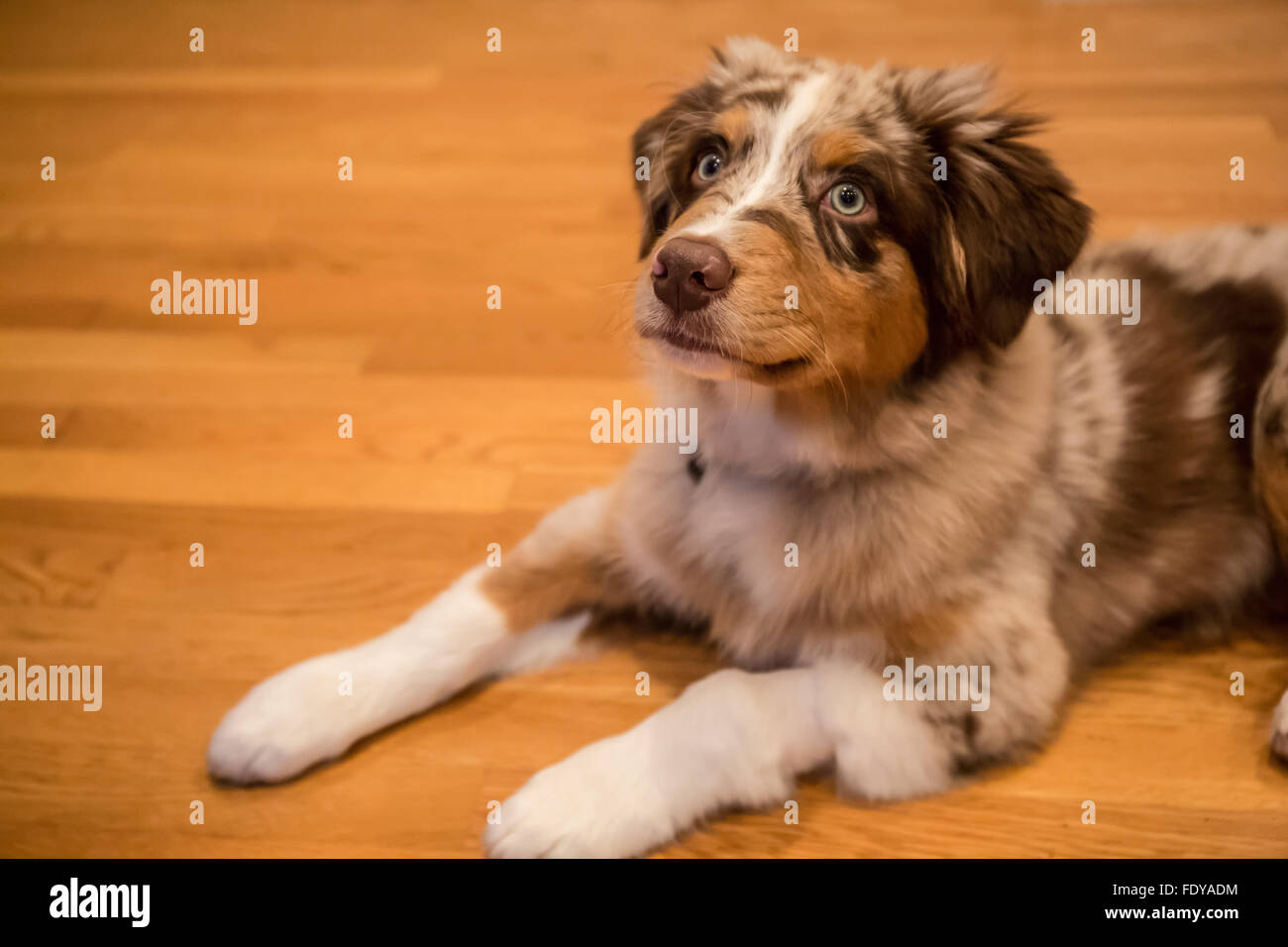 Four month old Red Merle Australian Shepherd puppy "Harvest Moon's