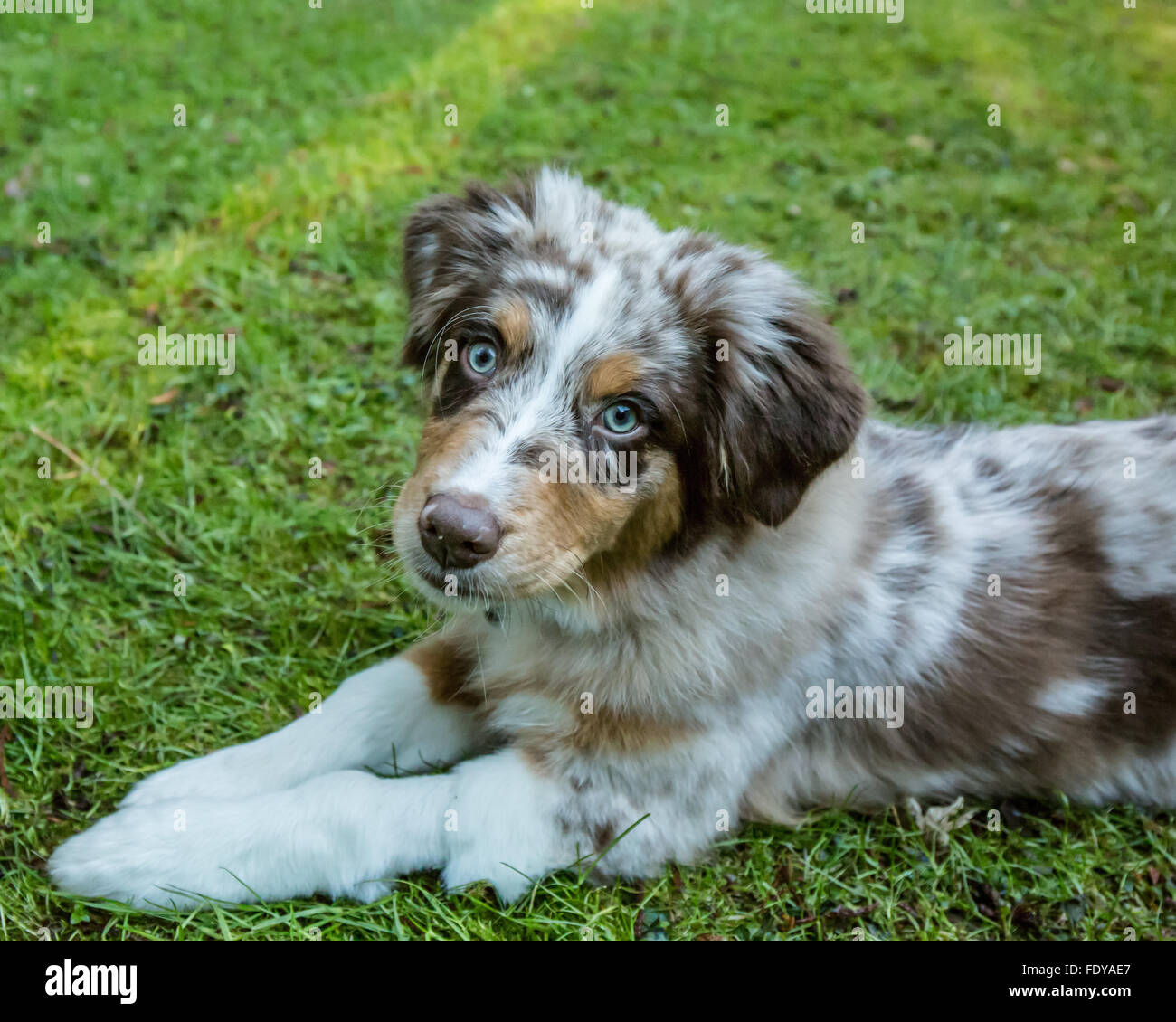 Four month old Red Merle Australian Shepherd puppy "Harvest Moon's Cimarron Rose" lying in the