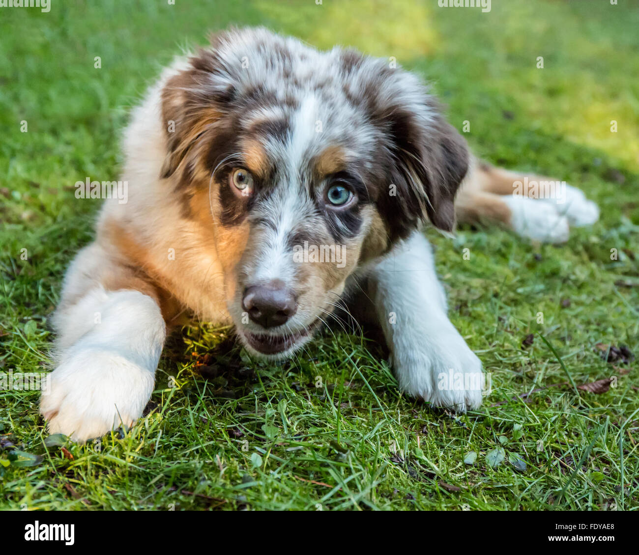 Four month old Red Merle Australian Shepherd puppy "Harvest Moon's