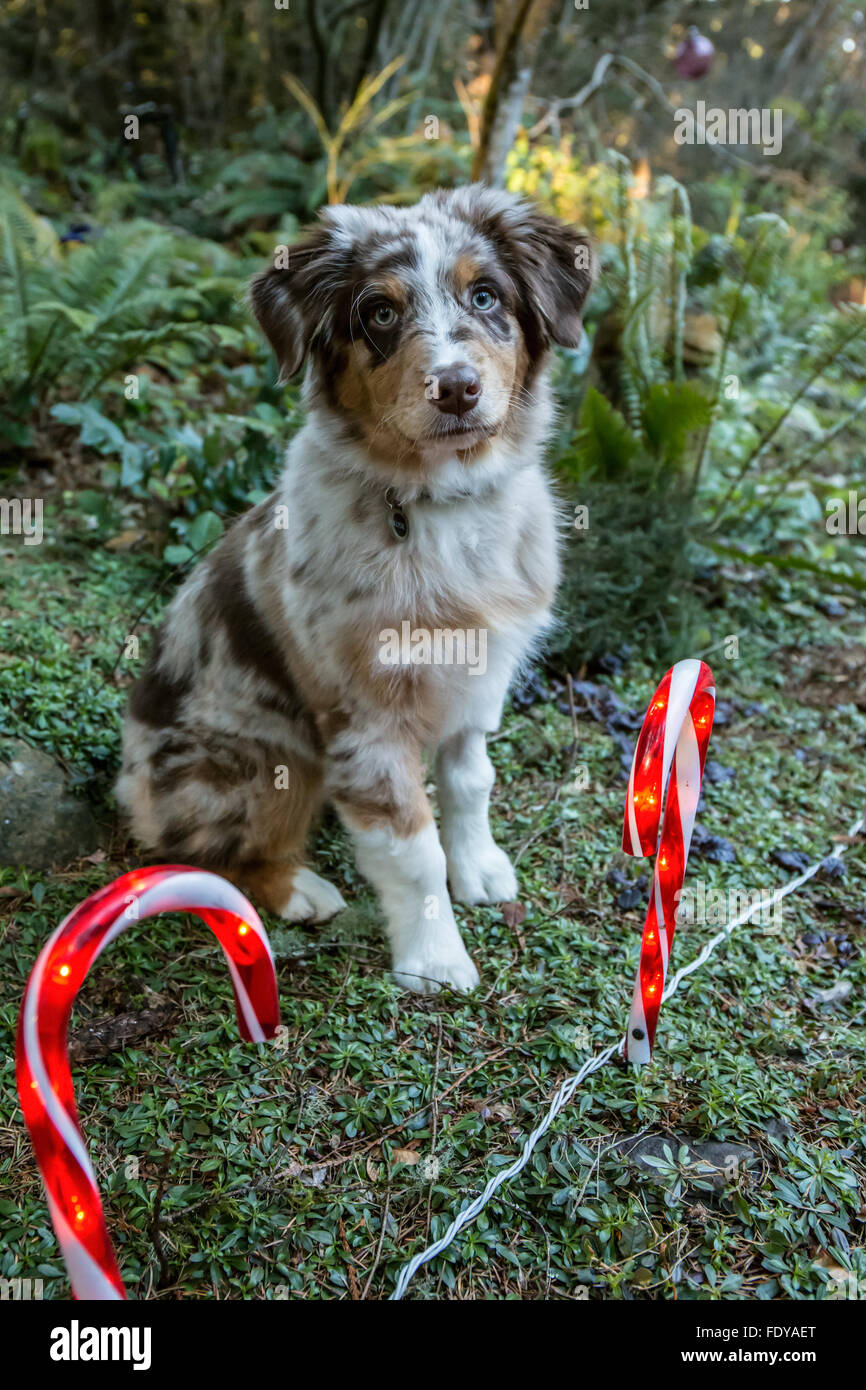 Four month old Red Merle Australian Shepherd puppy "Harvest Moon's