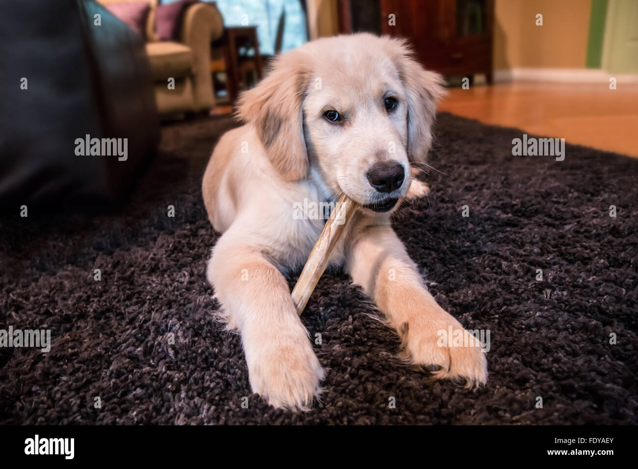 Can Puppies Eat Chew Sticks