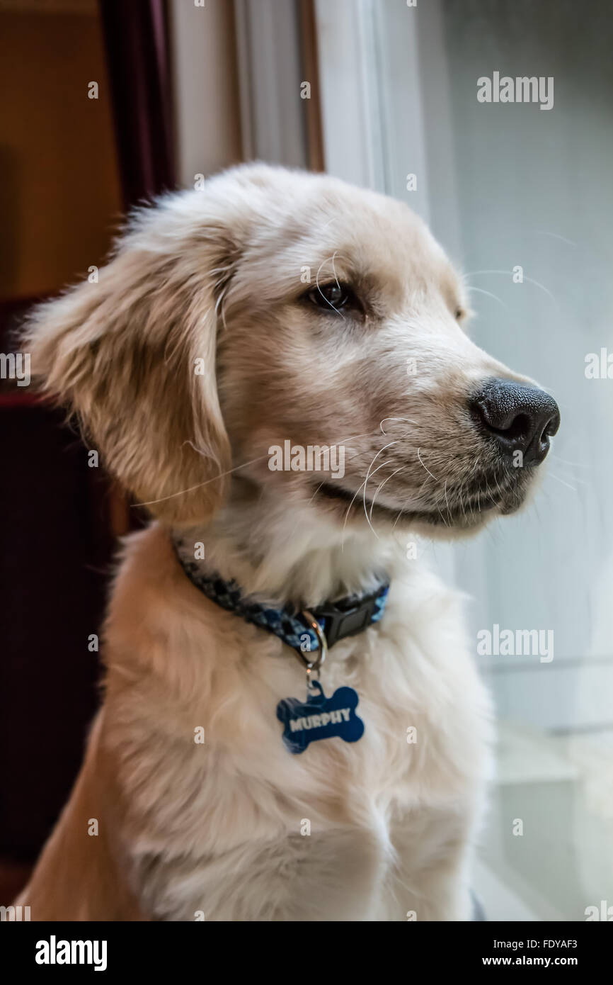 Four month old Golden Retriever puppy 'Murphy' in Issaquah, Washington, USA Stock Photo