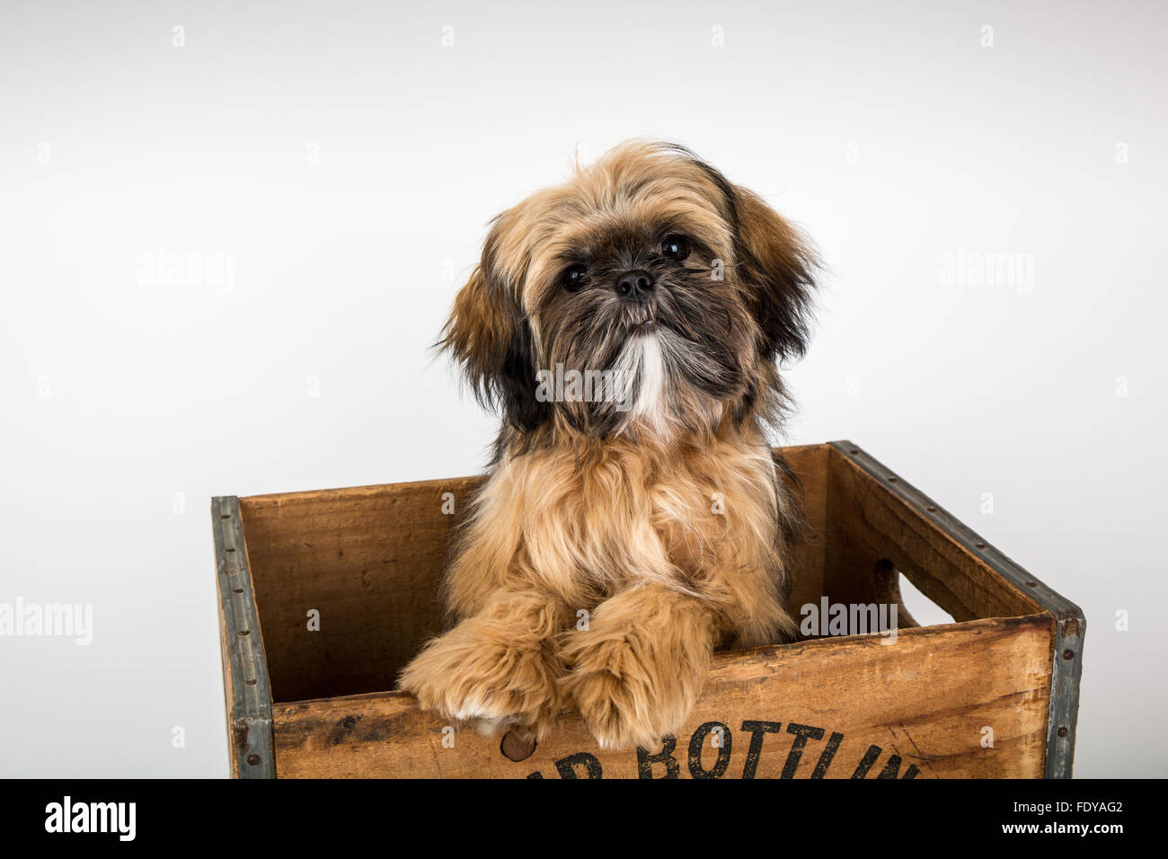 Five month old Shih Tzu puppy "Wilson" sitting in a wooden crate in Issaquah, Washington, USA