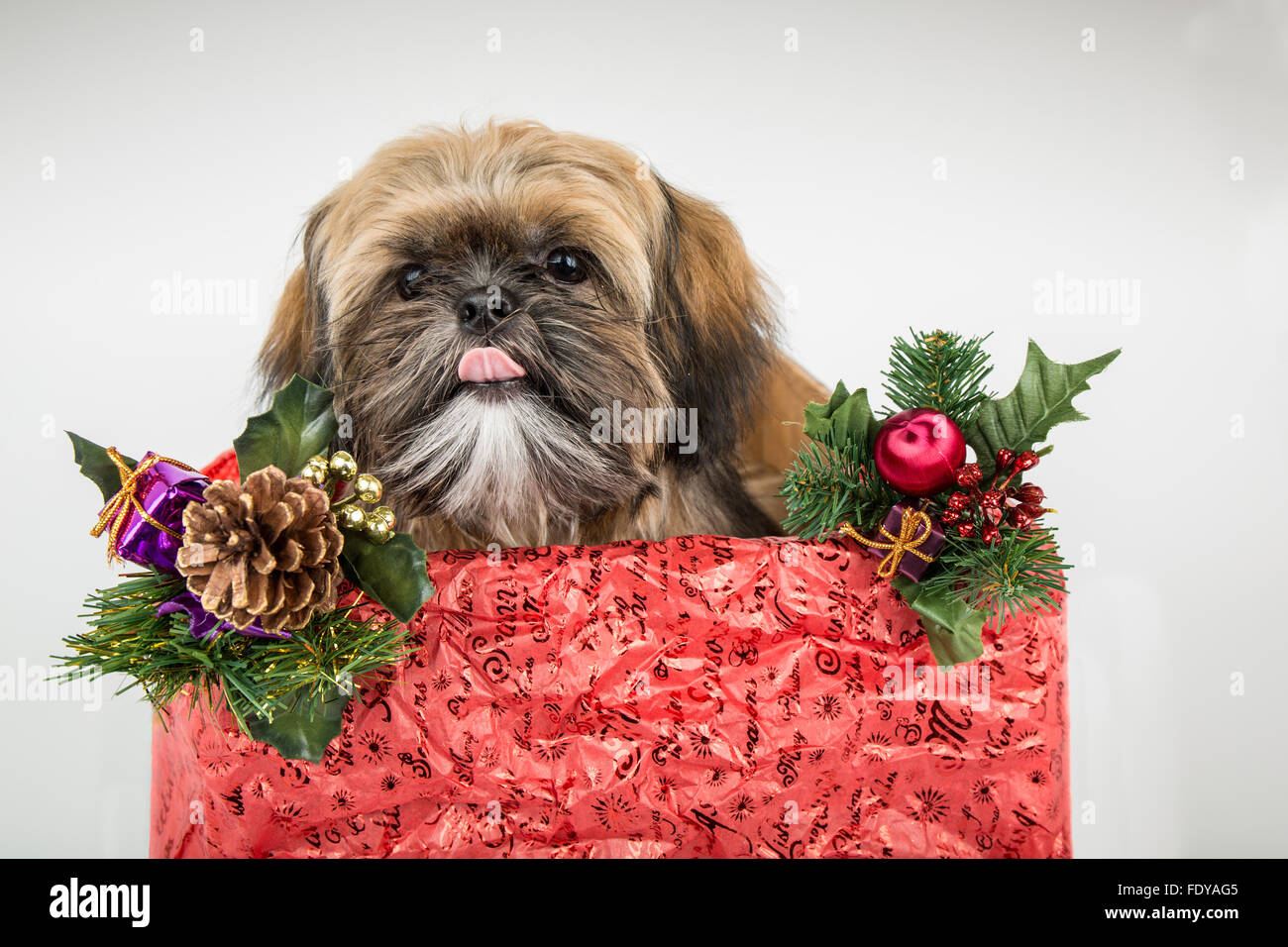 Five month old Shih Tzu puppy "Wilson" sitting in a crate covered in Christmas decorations in