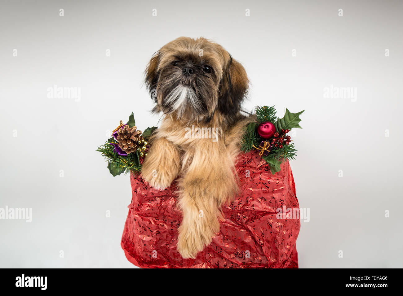 Five month old Shih Tzu puppy "Wilson" sitting in a crate covered in Christmas decorations in