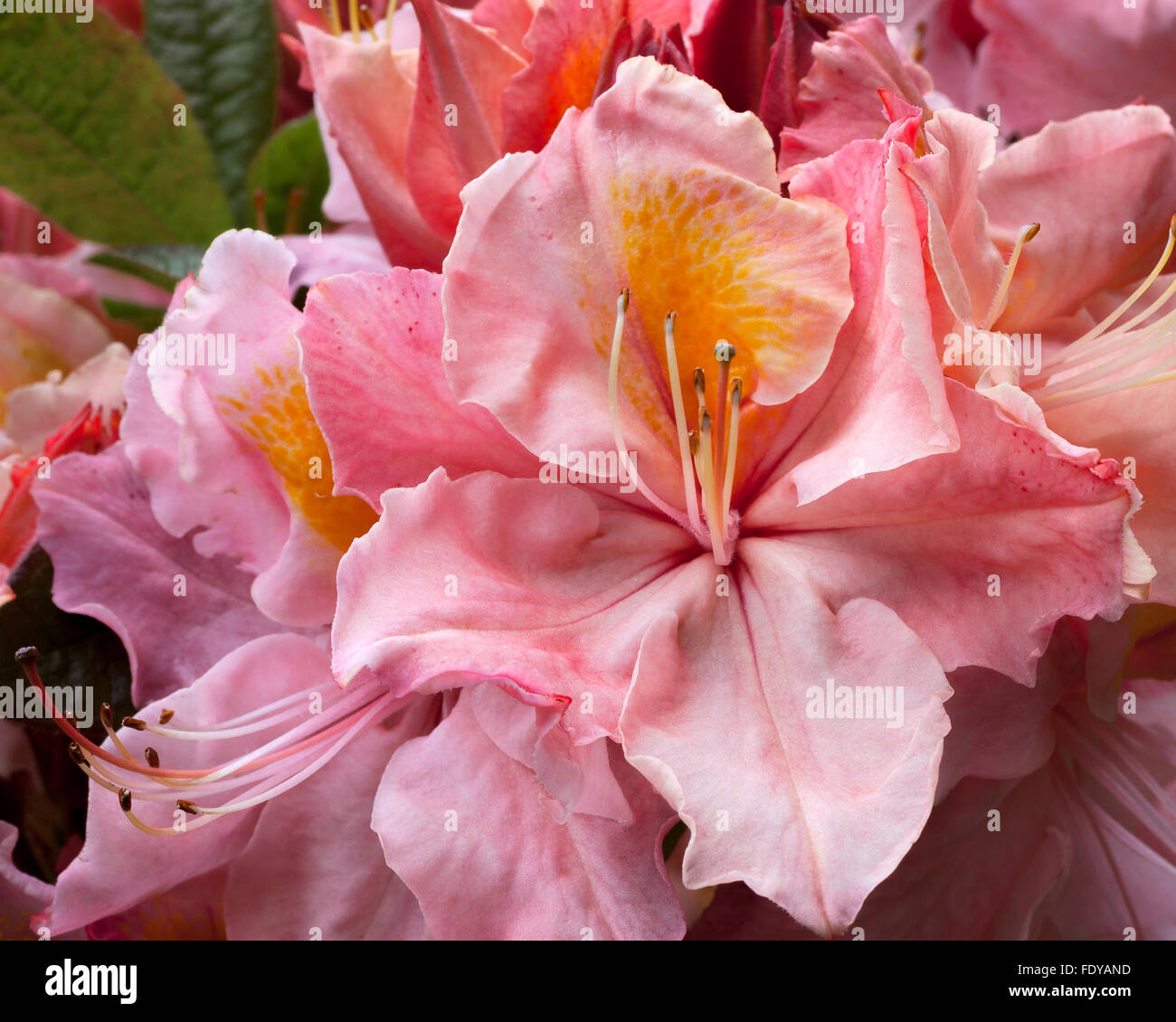 Shore Acres State Park, OR: A close up of the blossoms of Rhododendron 'Beaulieu' - a deciduous azalea Stock Photo