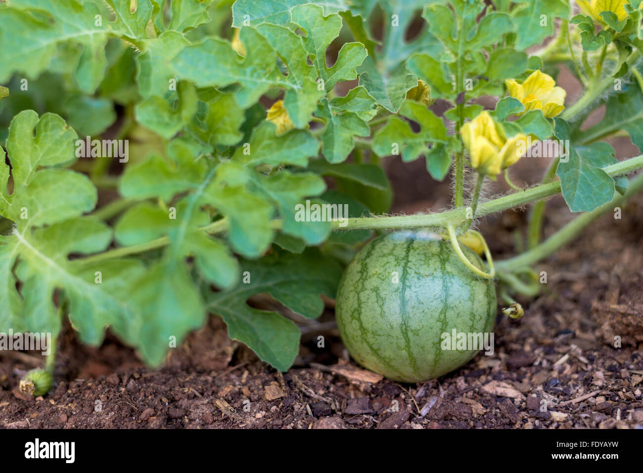 Organic baby watermelon growing in home garden bed Stock Photo Alamy