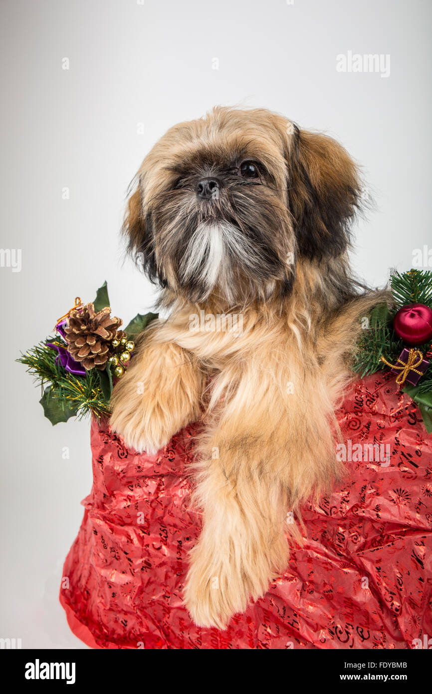 Five month old Shih Tzu puppy "Wilson" sitting in a crate covered in Christmas decorations in