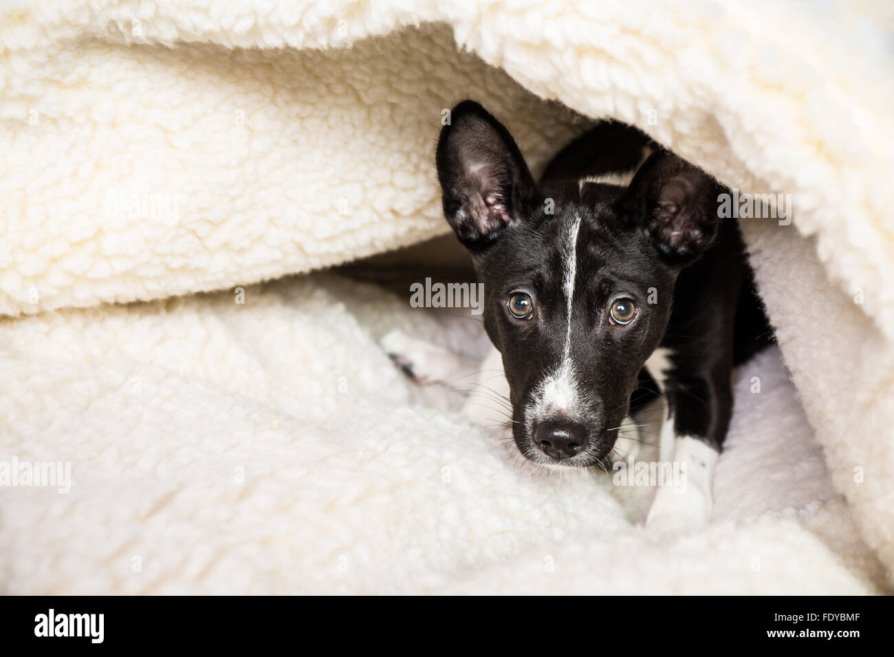 Three month old Basenji puppy 'Oberon' partially hidden in his bed in Covington, Washington, USA Stock Photo