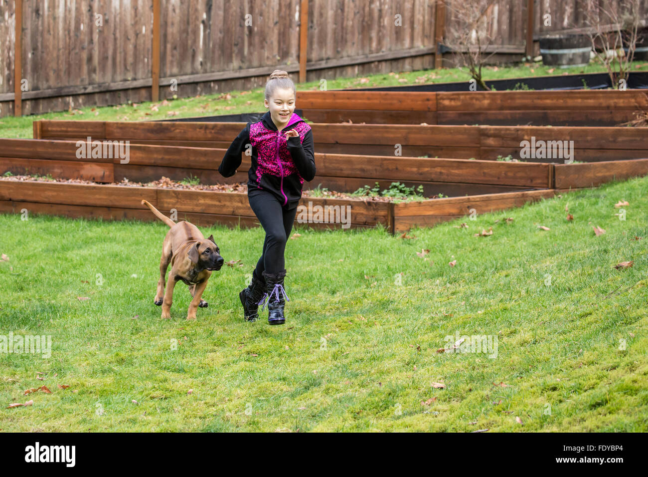 Four month old Rhodesian Ridgeback puppy, Ted, chasing a ten year old girl outside in Issaquah, Washington, USA Stock Photo