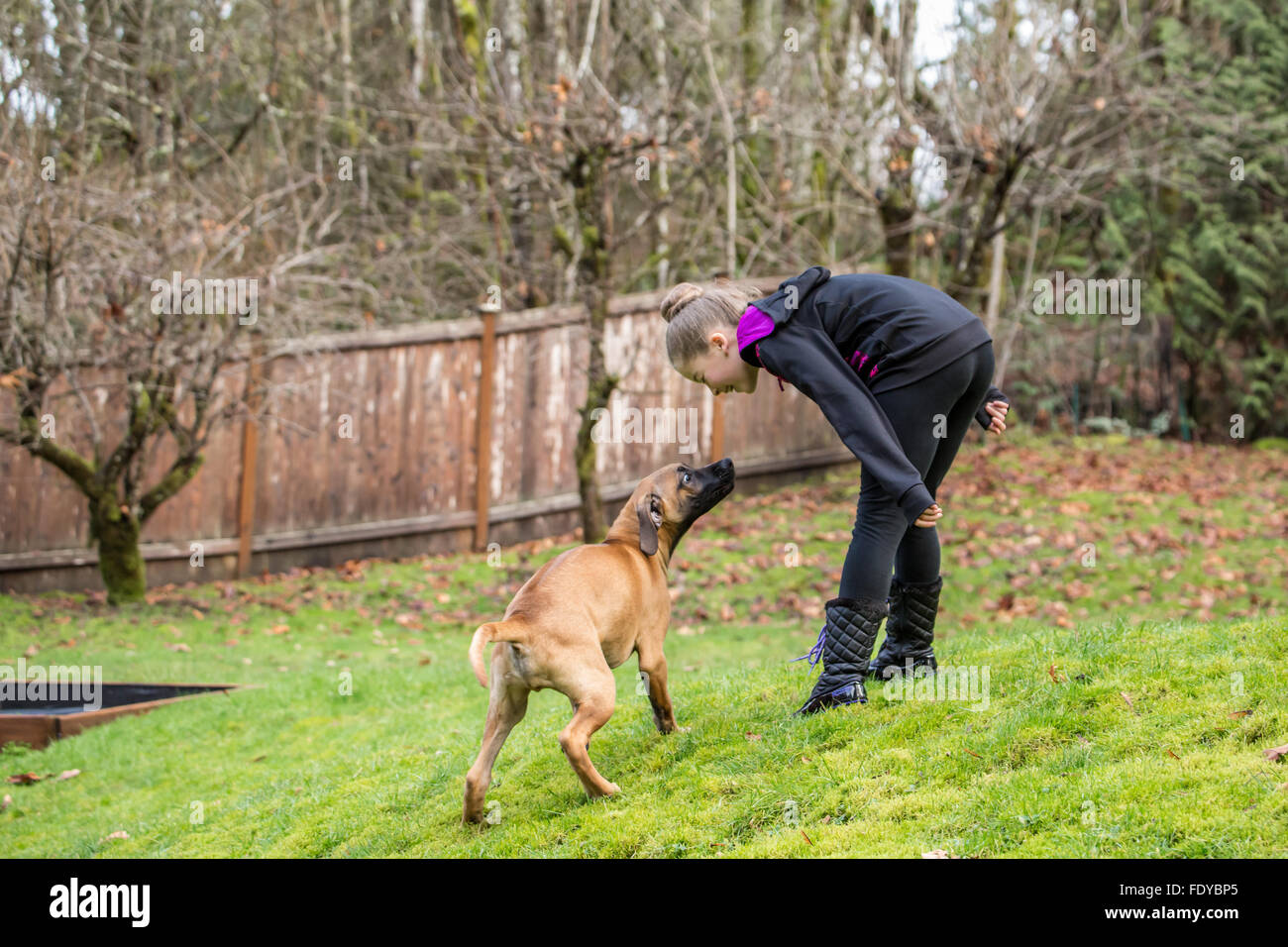 Four month old Rhodesian Ridgeback puppy, Ted, seemingly conversing with a ten year old girl in Issaquah, Washington, USA Stock Photo