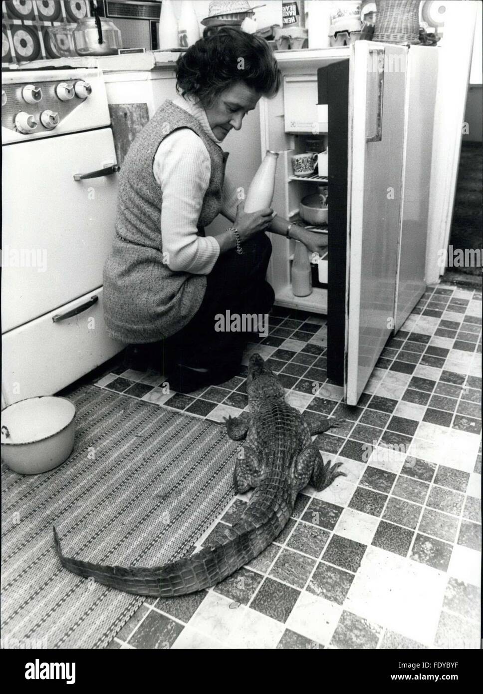 1972 - Alli' is a Four Foot Softie: Sidney the pet 'Alligator' is a growing 'Lad' at the age of four. Sidney has grown to the almighty size of four feet in length and is still growing, presenting Mrs. 'Girlie' (nickname) Germo, who comes from Whitstable, in Kent, with quite a few problems. Recently, a New 'Act passed means that all Dangerous Animals, kept as pets, must have a Licence. Although not dangerous, Sidney can be sometimes a little playful and not realize his own strength, like the time Mrs. Germo tired to coax Sidney out from some bushes with a golf-club; and he bit the end off; Shou Stock Photo