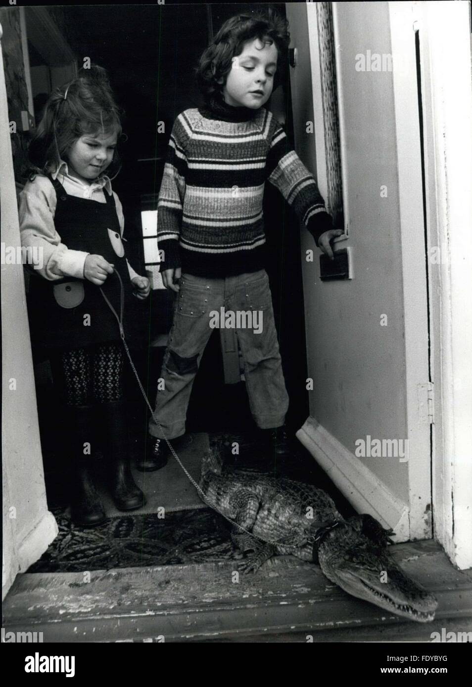 1972 - 'Alli' is a Four Foot Softie: Sidney the pet 'Alligator' is a growing 'Lad' at the age of four. Sidney has grown to the almighty size of four feet in length and is still growing, presenting Mrs. 'Girlie' (nickname) Germo, who comes from Whitstable, in Kent, with quite a few problems. Recently, a New 'Act passed means that all Dangerous Animals, kept as pets, must have a Licence. Although not dangerous, Sidney can be sometimes a little playful and not realize his own strength, like the time Mrs. Germo tired to coax Sidney out from some bushes with a golf-club; and he bit the end off; Sho Stock Photo
