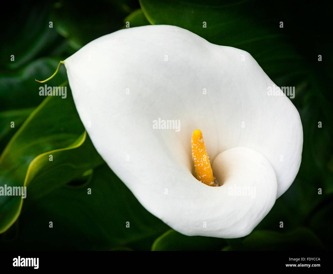Calla lily hires stock photography and images Alamy