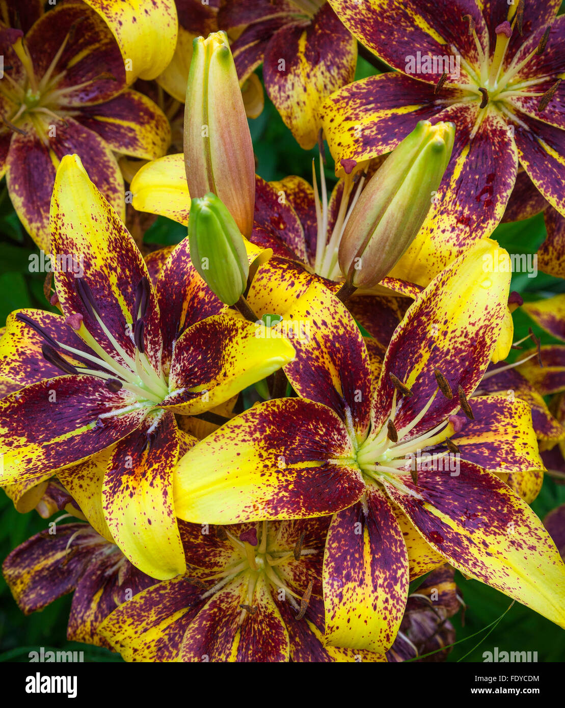 Close-up of Asiatic hybrid lily 'Graffity' Stock Photo