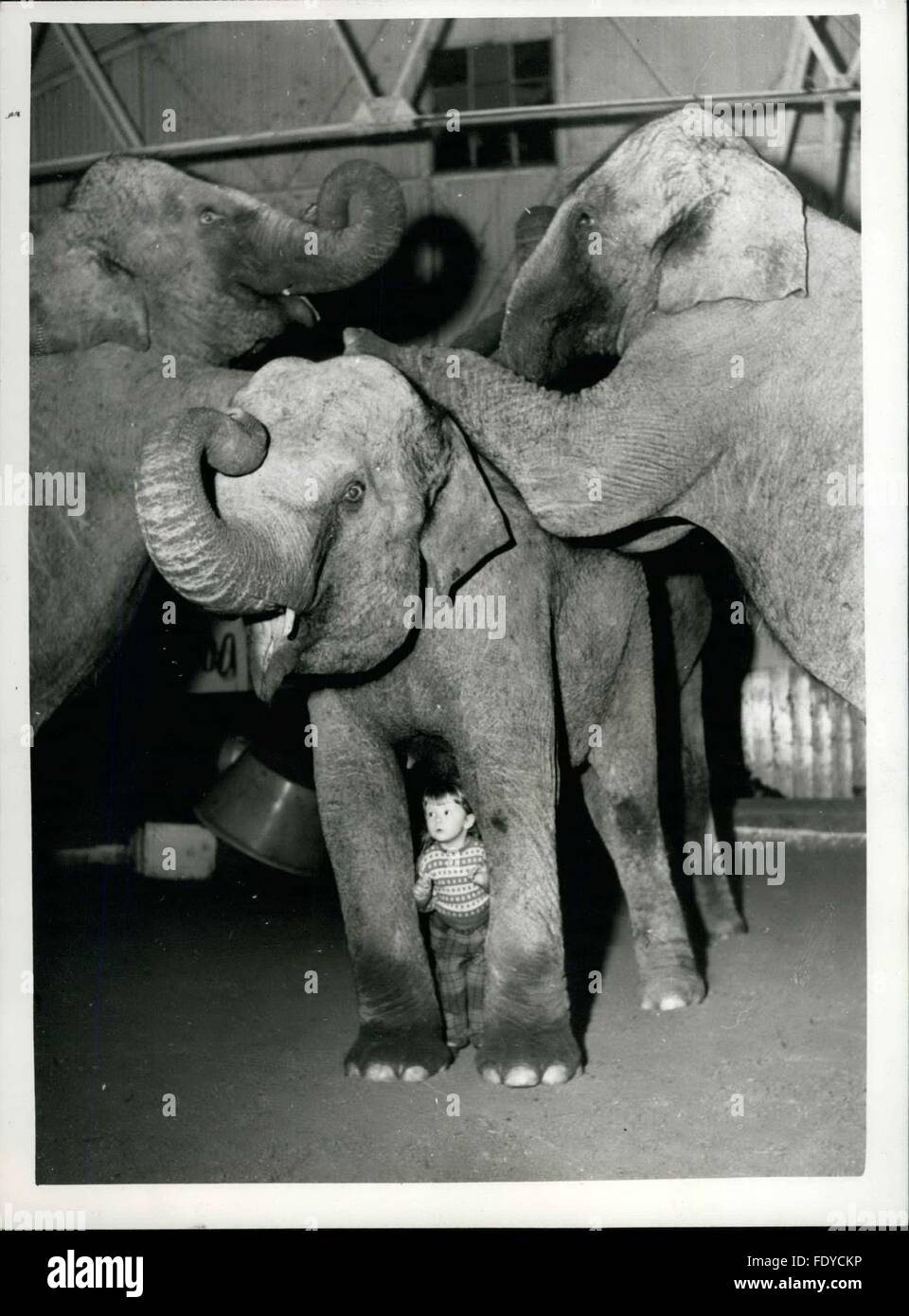 1962 - She is only two - but she trains real live elephants. Yvonne Kruse with the Bertram Mills animals.: Animal training is in the blood of two year old Yvonne Kruse we daughter of the famous trainer - now working up his act presented by his wife at the Bertram Mills Circus - now in winter quarters at Ascot. Almost over s~ace she has bee able to sit up - the sight of an elephant has excited Yvonne. The elephants themselves treat her with great respect. Her favourite is Kam - with whom she can do almost anything. Unfortunately - because of regulations - Yvonne can only practice with the anima Stock Photo