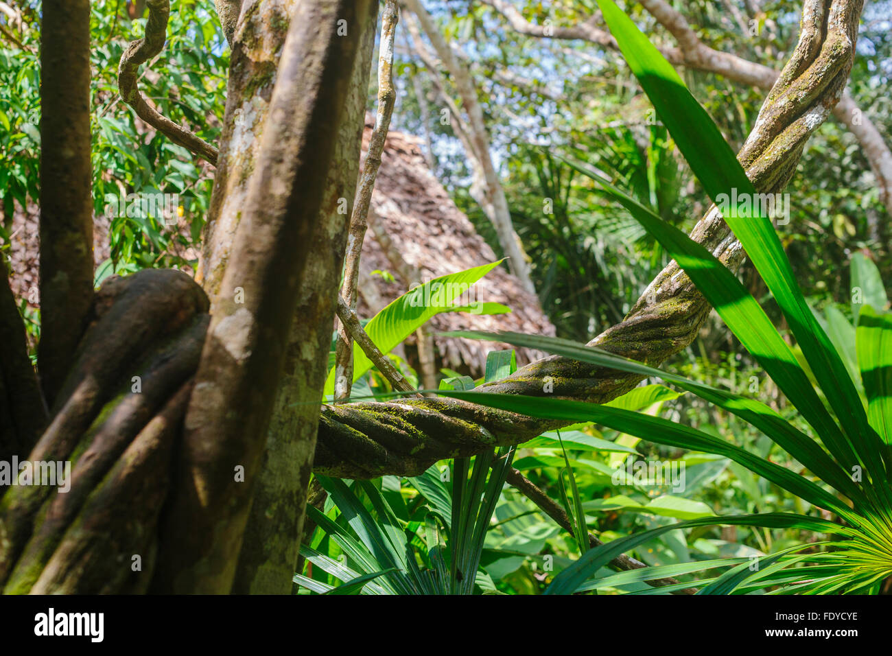 The Ayahuasca vine, Banisteriopsis Caapi, is a traditional jungle medicine that grows in the Amazon of Peru and spirals like DNA Stock Photo