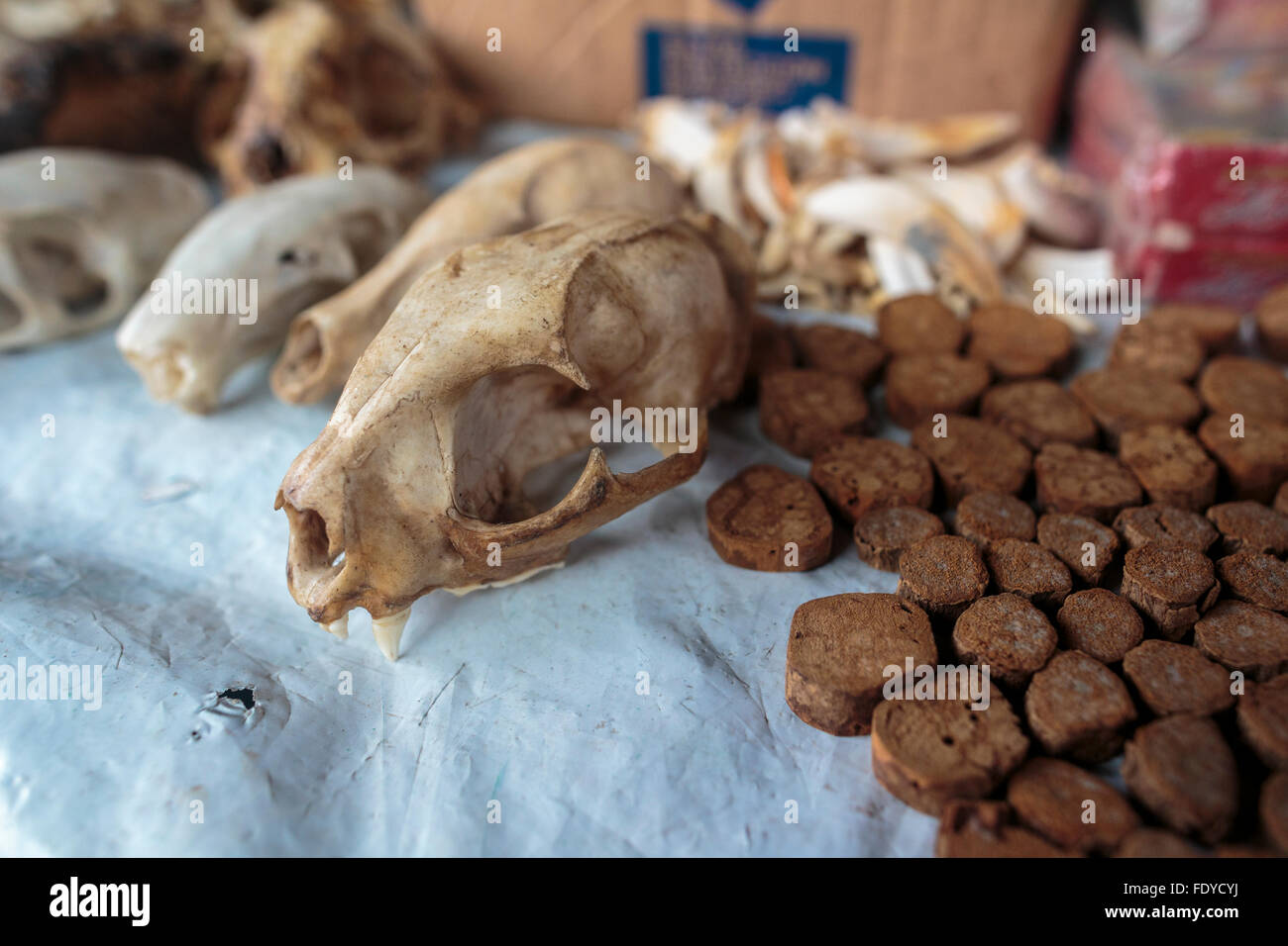 Monkey skulls Crocodile Scales and cross section pieces of Ayahuasca vine, or Banisteriopsis Caapi, for sale at Belen Market Stock Photo