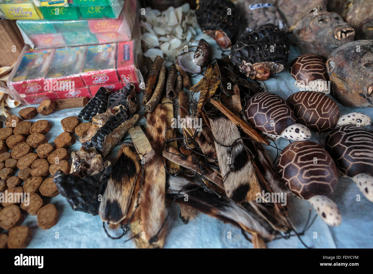 Monkey skulls, Crocodile Scales, animal fur, Ayahuasca and plant extracts are for sale in Sorcerer's Alley in Belen Market Peru Stock Photo