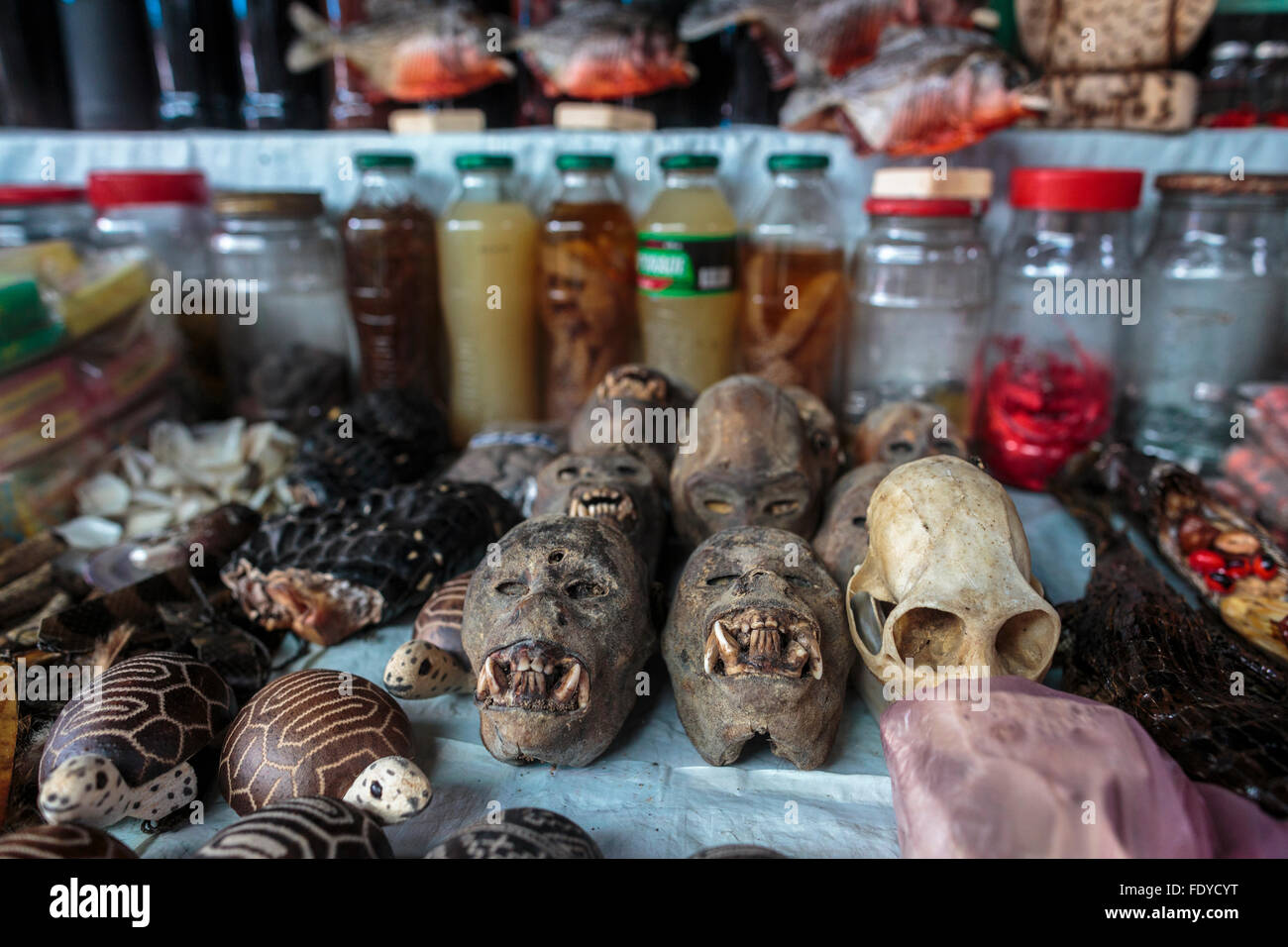 Monkey skulls, Crocodile Scales, Ayahuasca and bottles of plant extracts and medicine are for sale at Belen Market in Iquitos Stock Photo