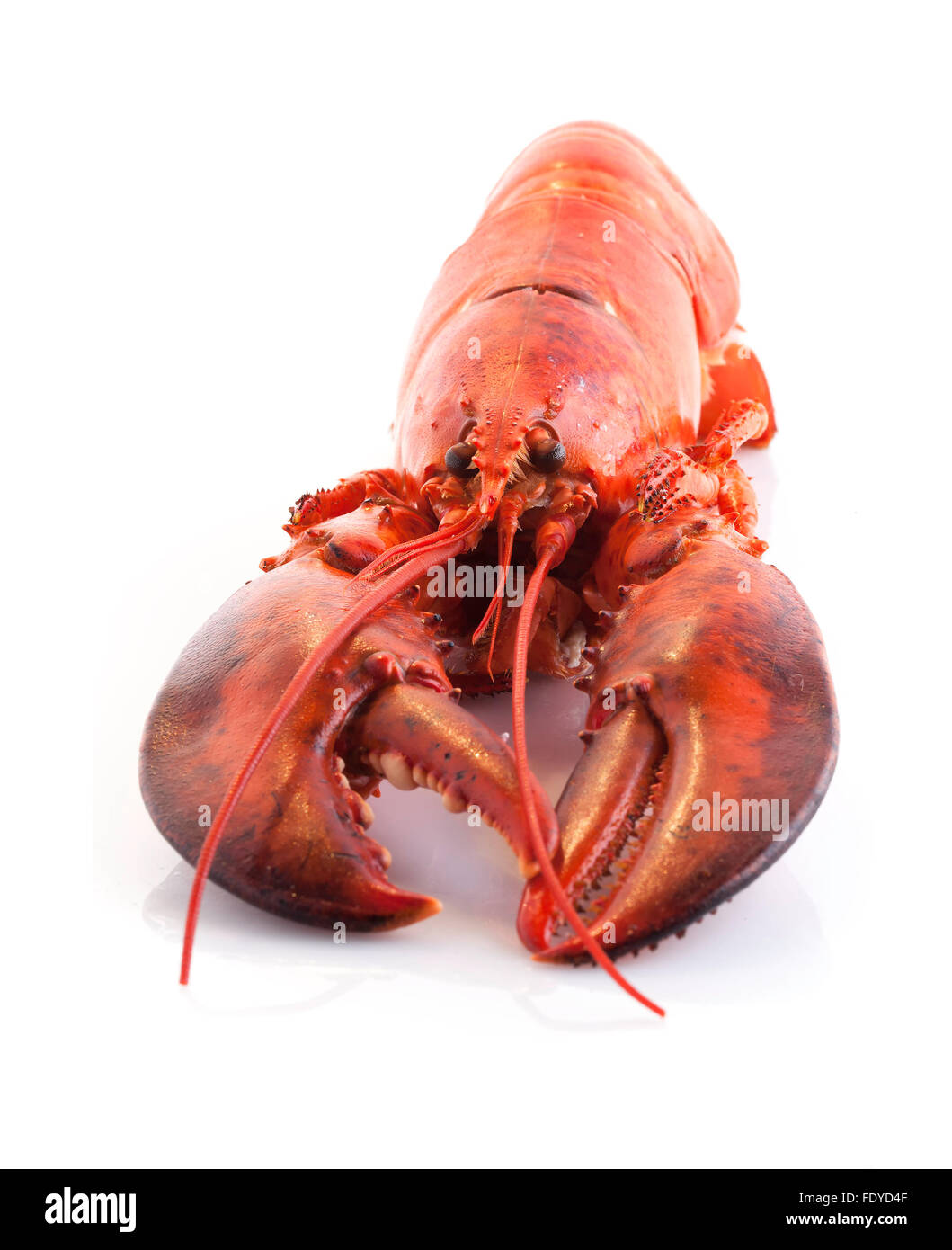 Lobster on White Background Stock Photo