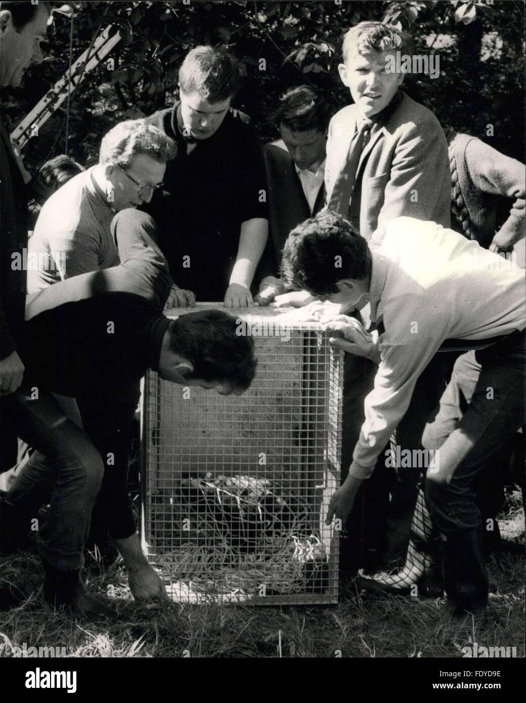 1968 Runaway Panda Is Recaptured Rama The London Zoo S Runaway Red Panda Was Recaptured Today Rama With His Mate Suka Escaped On Monday And Suka Was Quickly Caught But Rama Was Later Spotted Perched
