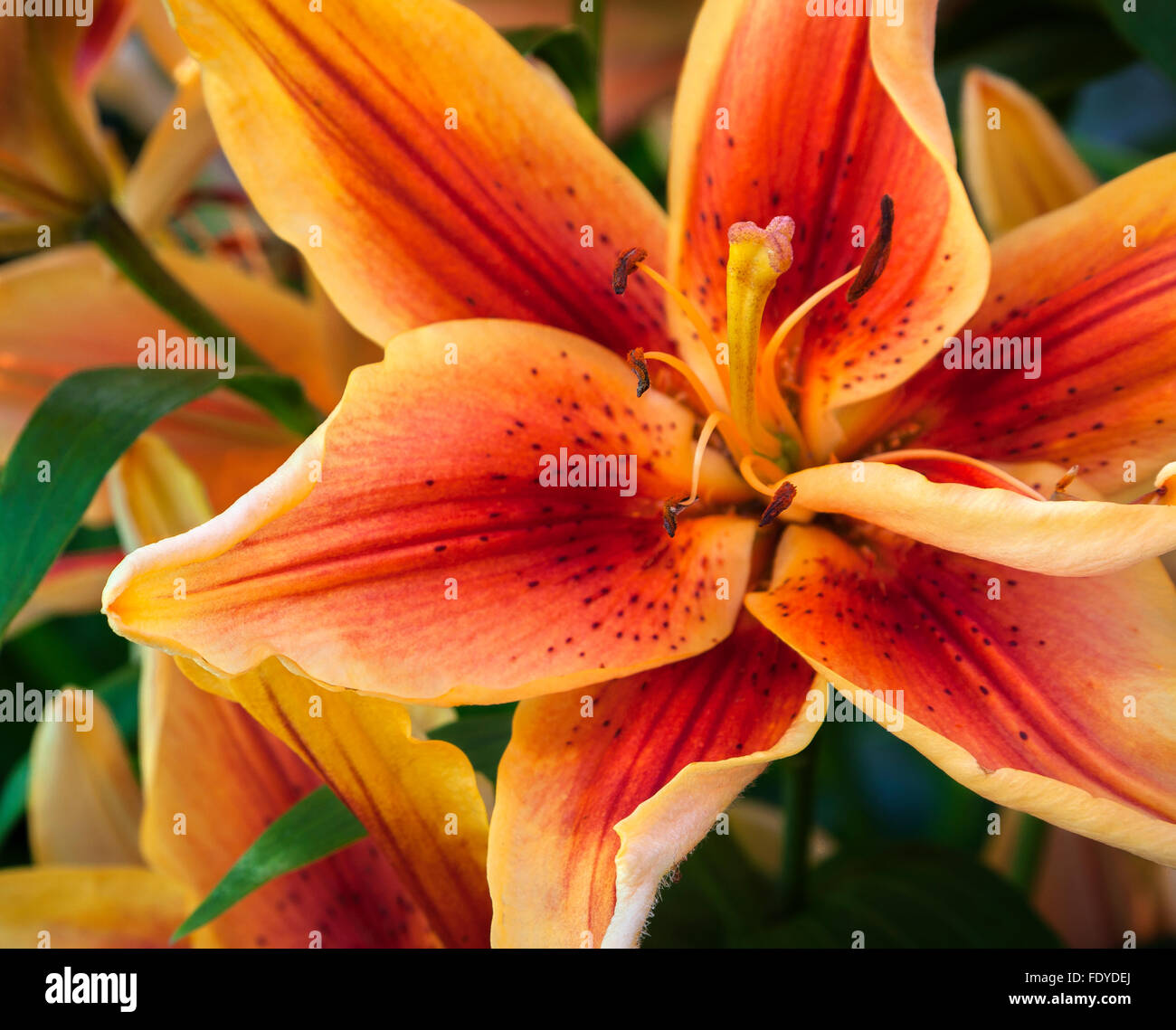 Close-up of Oriental x Asiatic Hybrid Lily 'First Crown' Stock Photo