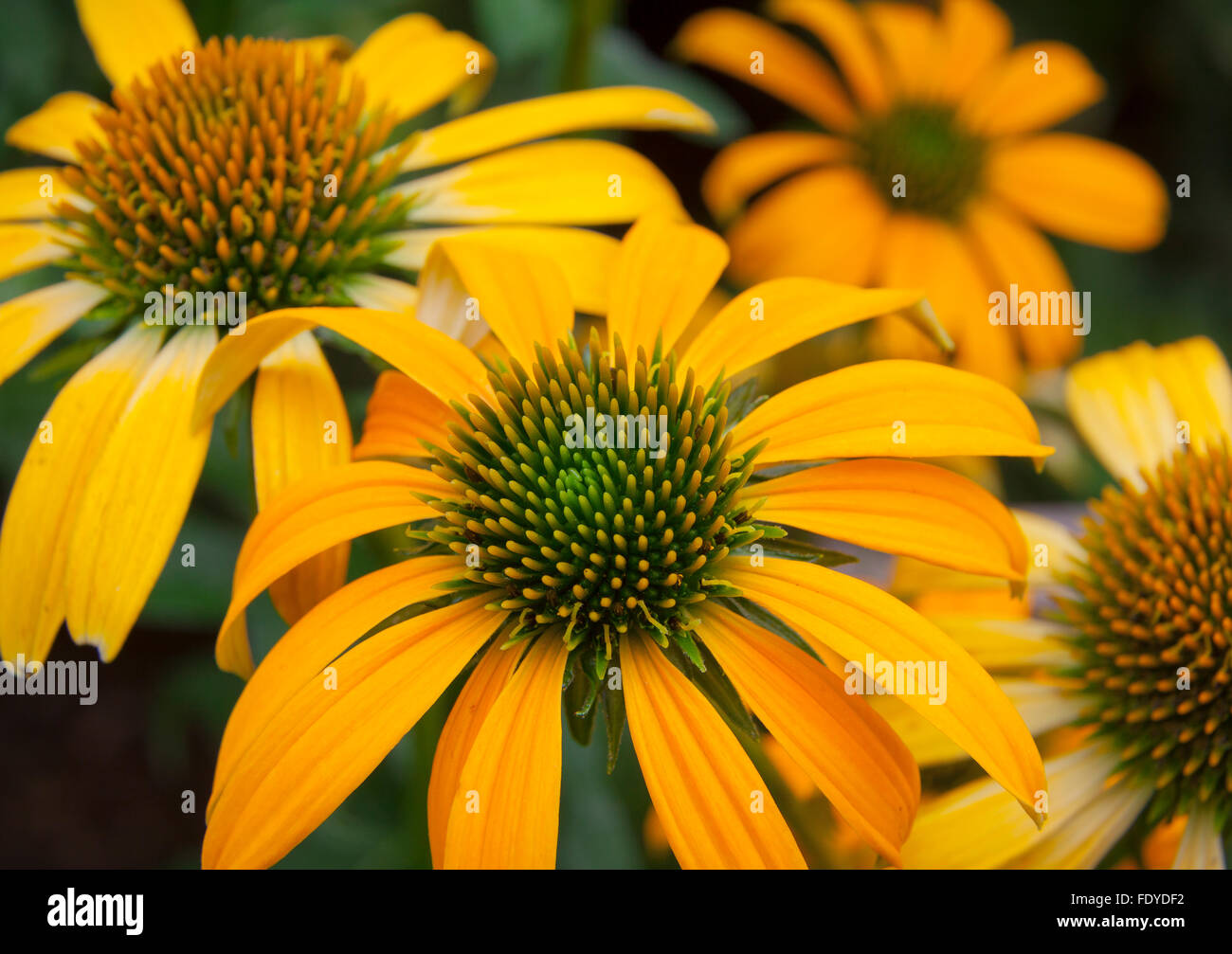 Echinacea hybrida cheyenne spirit hires stock photography and images