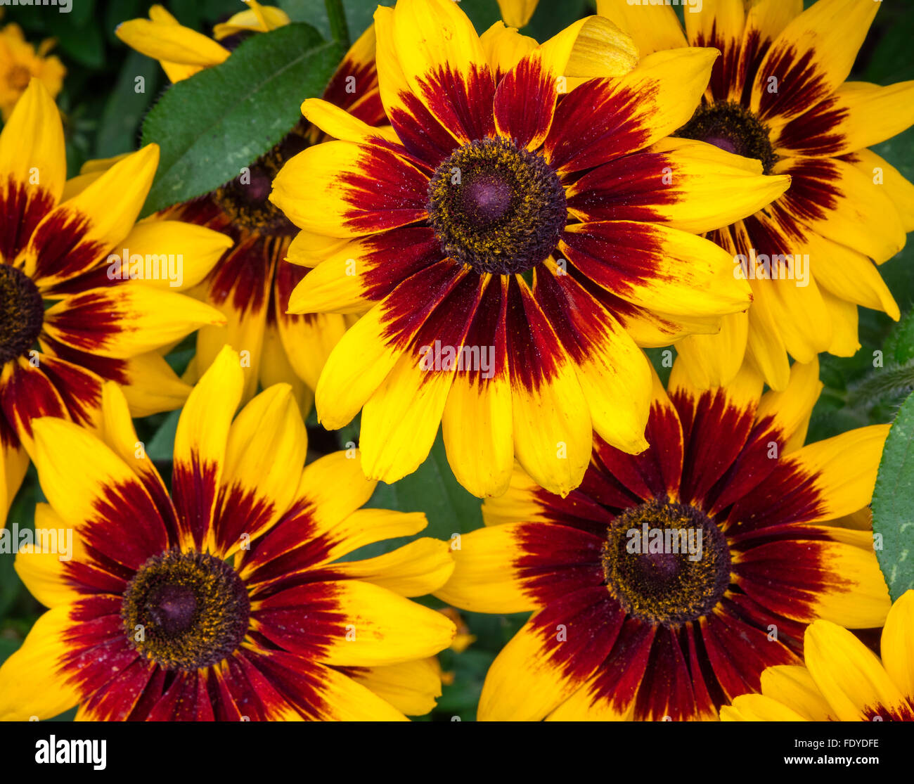 Rudbeckia hirta ‘Denver Daisy' - Gloriosa daisy Stock Photo