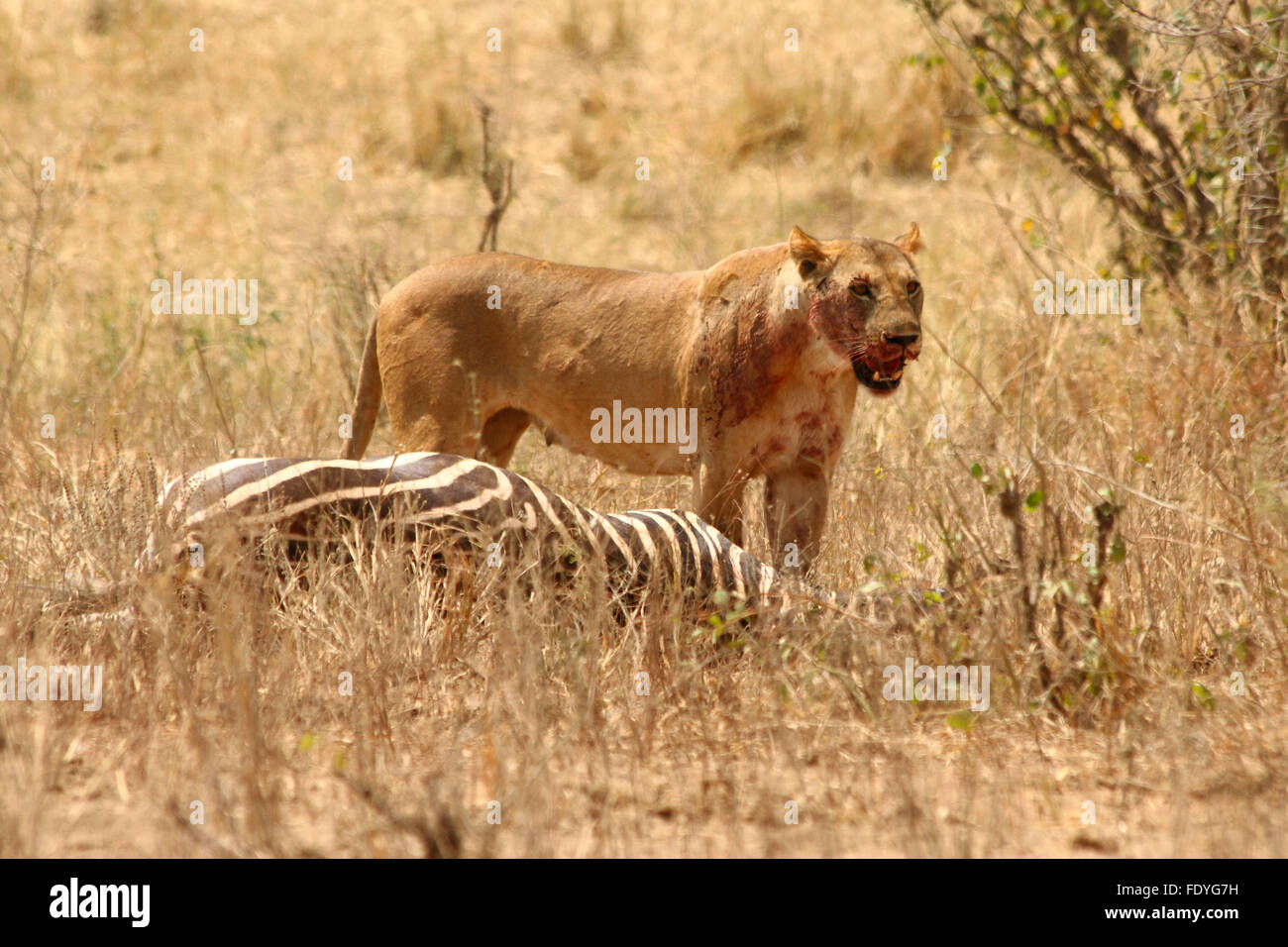 A bloody lioness (Panthera leo) stands panting over her fresh kill of a zebra. Stock Photo