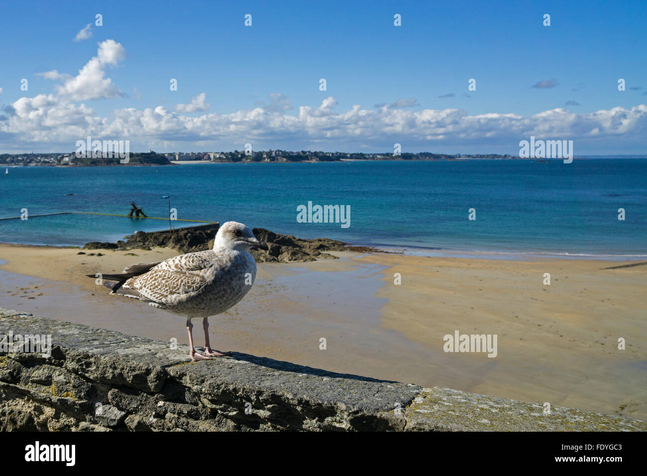 Juvenile Herring Gull ( Larus argentatus) on the walls at St Malo, Brittany, France Stock Photo